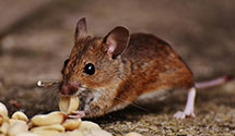 24 Hour & Emergency Exterminators in Independence, PA